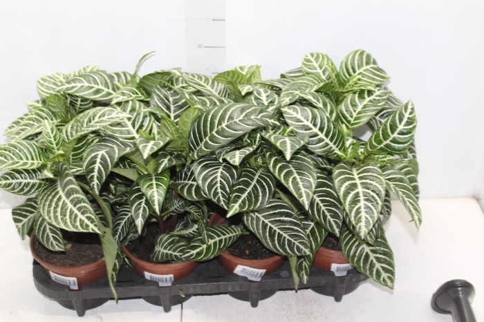 <h4>APHELANDRA COM FLOR P15 COM FLOR</h4>