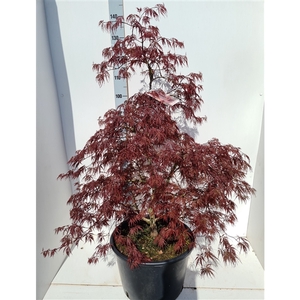 Acer palmatum 'Inaba-Shidare'