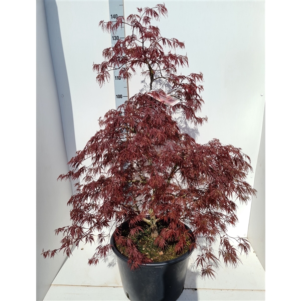 <h4>Acer palmatum 'Inaba-Shidare'</h4>