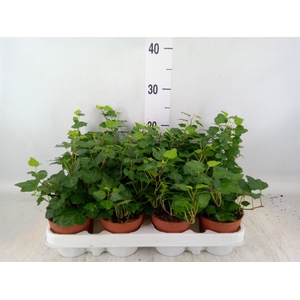 Hedera helix 'Wonder'