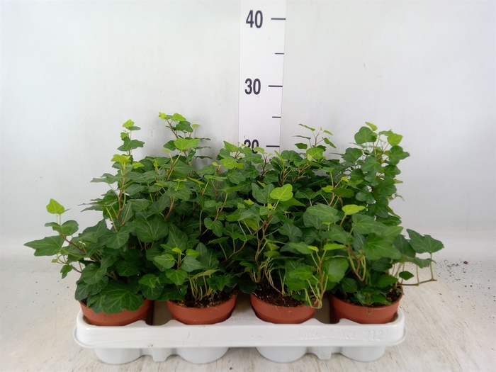 <h4>Hedera helix 'Wonder'</h4>