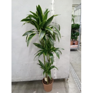 Dracaena fr de 'Art'