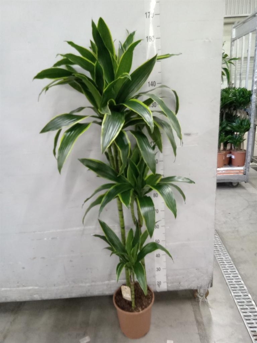<h4>Dracaena fr de 'Art'</h4>