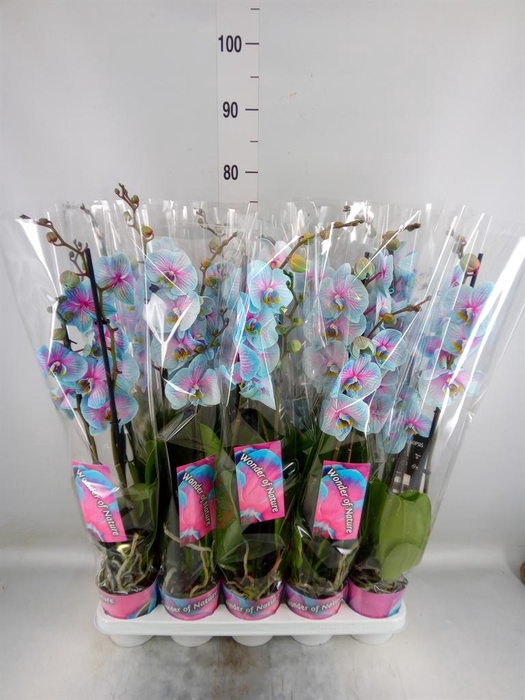 <h4>Phalaenopsis   ...</h4>