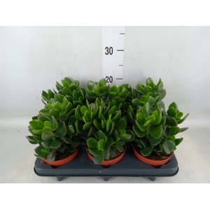 Crassula  'Hulk'
