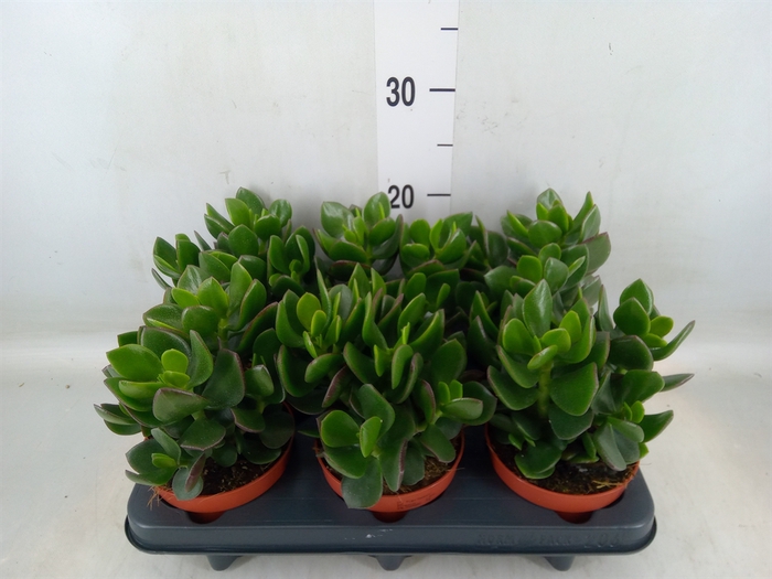 <h4>Crassula  'Hulk'</h4>
