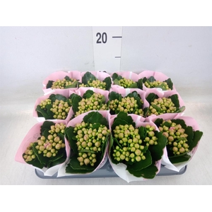 Kalanchoe  'RoseFlow Noelle'