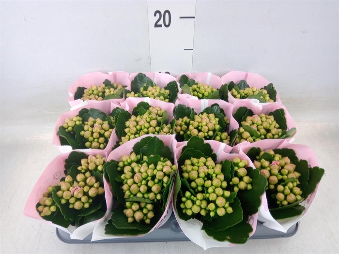 <h4>Kalanchoe  'RoseFlow Noelle'</h4>