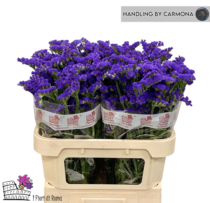 <h4>LIM S MARINA VIOLET</h4>