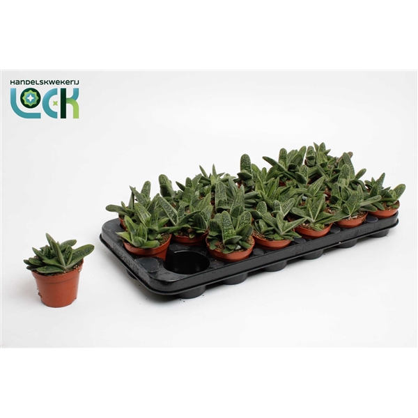 <h4>Gasteria Littele Worthy</h4>