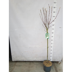 Amelanchier lamarckii