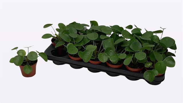 PILEA PEPEROMIOIDES