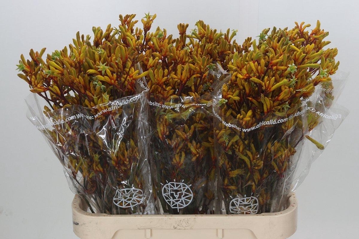 Anigozanthos Gold Fever