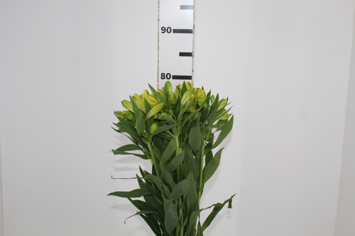 <h4>ALSTROEMERIA SUNNY LADY 080 CM</h4>