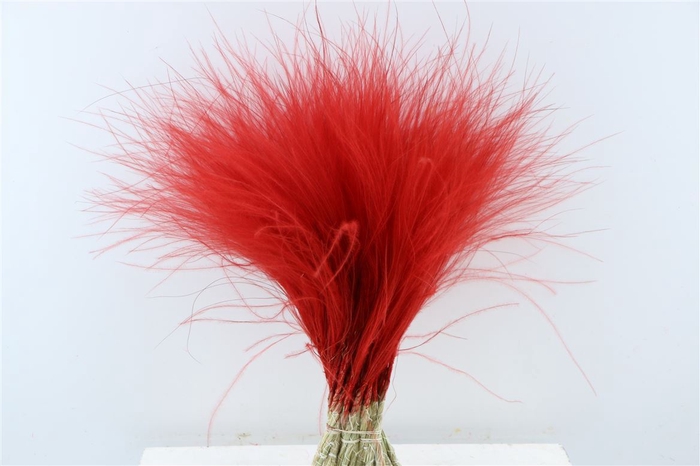 <h4>Dried Stypha Penata Red Bunch</h4>