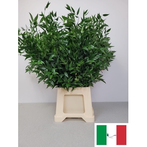 RUSCUS MIDDEL PB