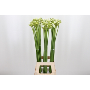 Ornithogalum Saundersiae