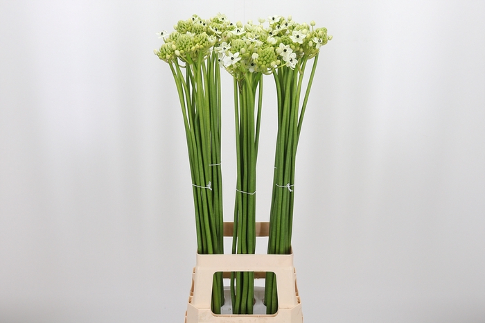 <h4>Ornithogalum Saundersiae</h4>