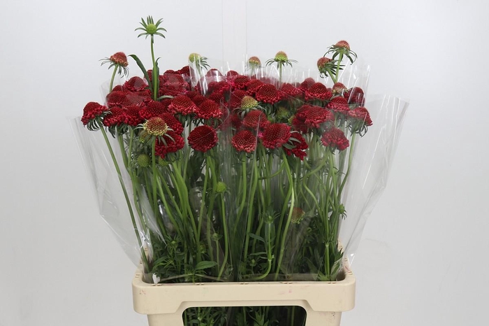 Scabiosa Scoop Hot Pink