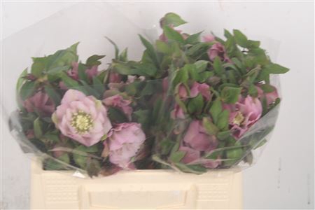 <h4>Helleborus Double Ellen Pink</h4>