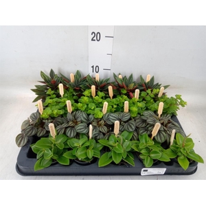 Peperomia   ...mix