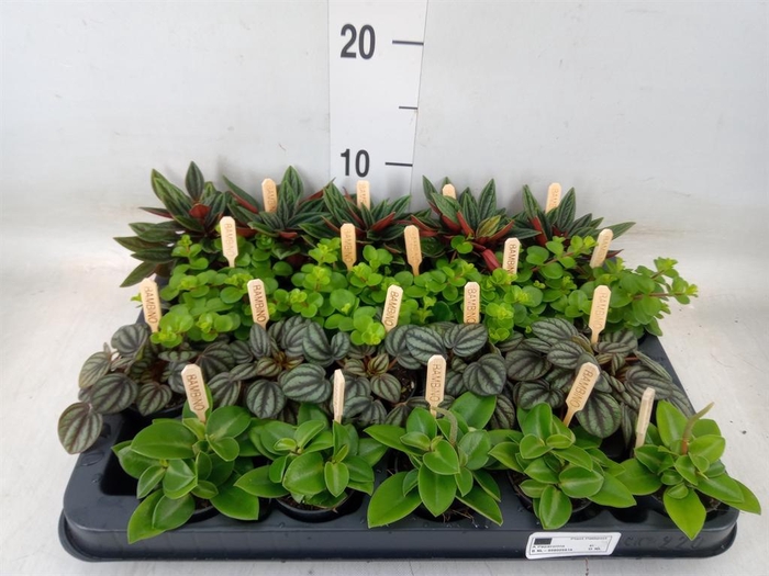 <h4>Peperomia   ...mix</h4>