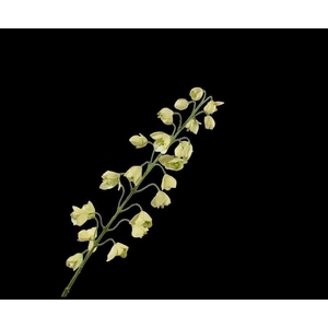 FRITILLARIA TAK GROEN  111 cm