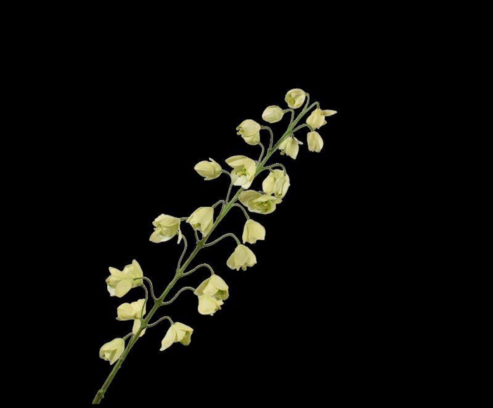 <h4>FRITILLARIA TAK GROEN  111 cm</h4>