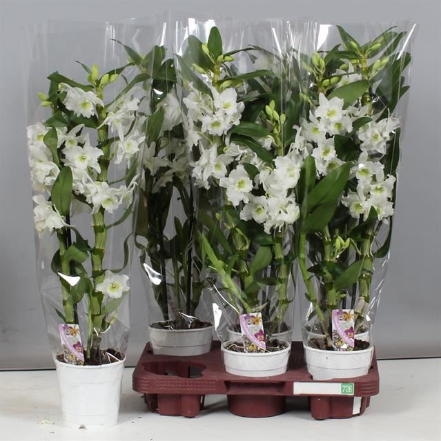 <h4>Dendrobium nobile cultivars</h4>
