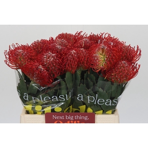 Nutans Ayoba Red