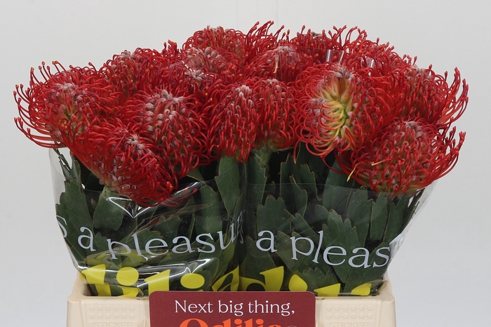 <h4>Nutans Ayoba Red</h4>
