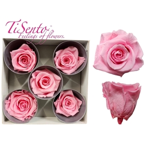 ARR ROSA POT H%