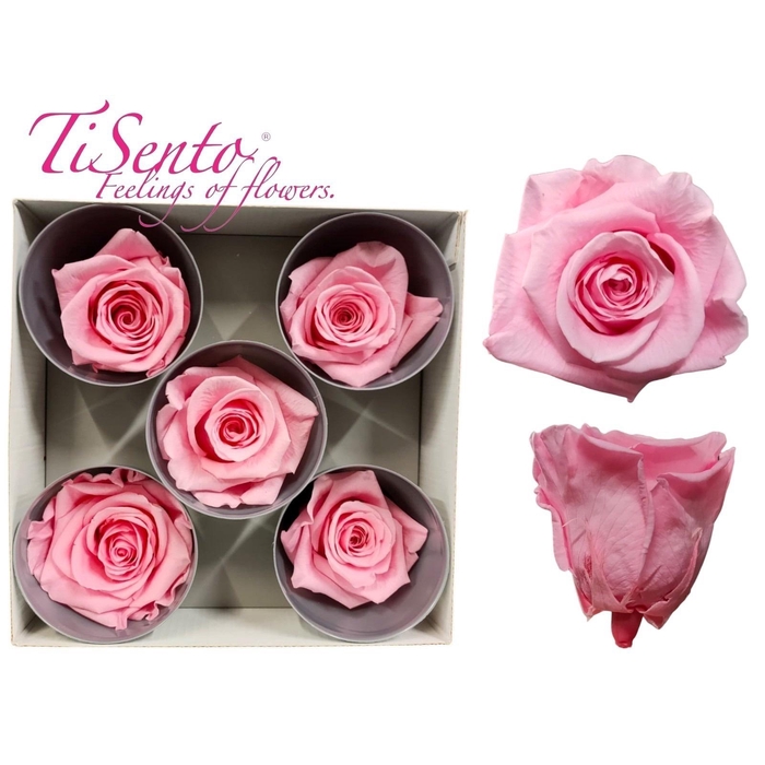 <h4>ARR ROSA POT H%</h4>