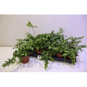 Phym Sc Hawai Sunshi