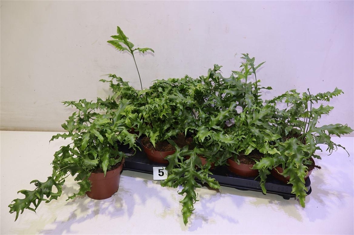 <h4>arr8 Phym Sc Hawai Sunshi</h4>