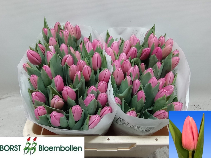 <h4>TU EN MILKSHAKE</h4>