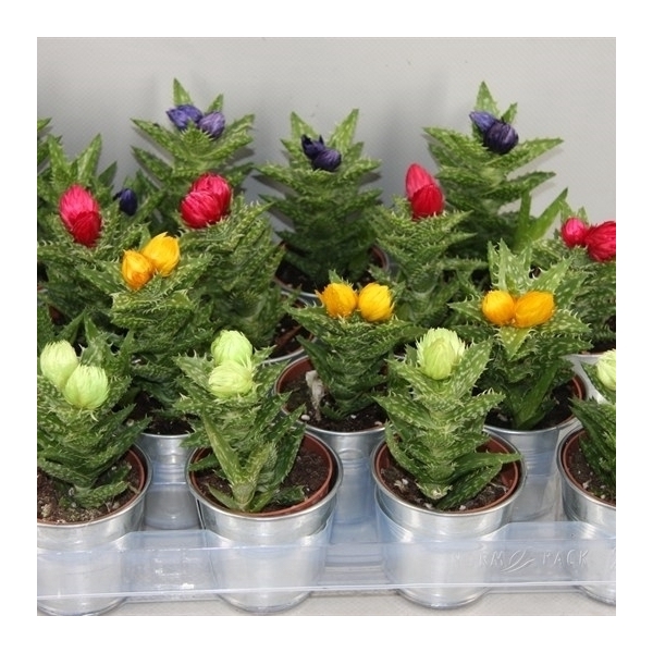 <h4>254 Sier in zinkenpot aloe 6,5 cm</h4>