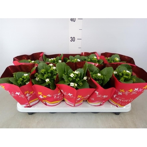 Kalanchoe blos. 'Asteria'