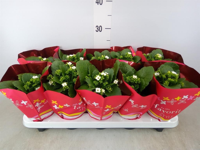 <h4>Kalanchoe blos. 'Asteria'</h4>