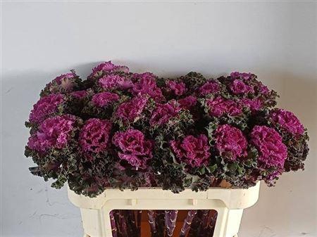 <h4>BRASS CRANE RU RED</h4>