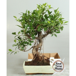 BONSAI GEM