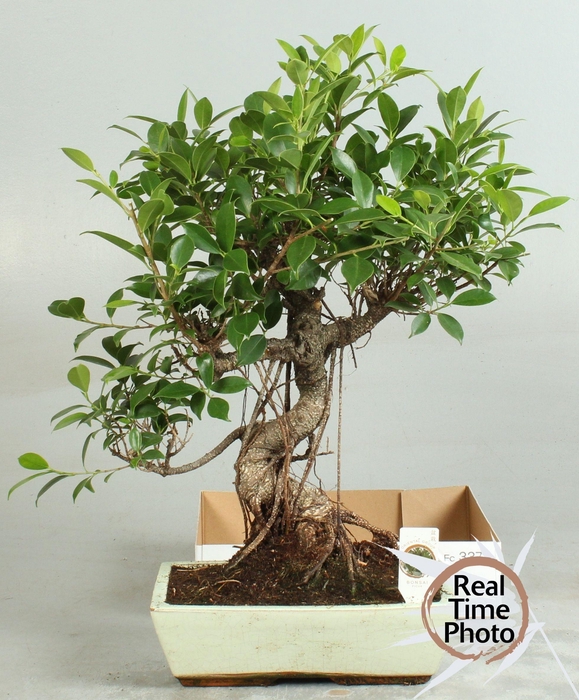 <h4>BONSAI GEM</h4>