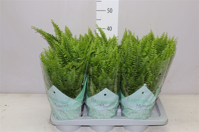 <h4>Nephrolepis Green Moment</h4>