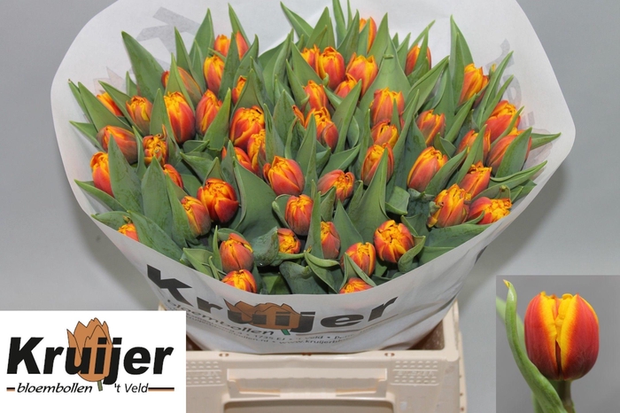 <h4>TU DU ATLAS</h4>