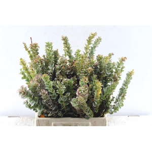 Kaaps Paranomus Reflexus