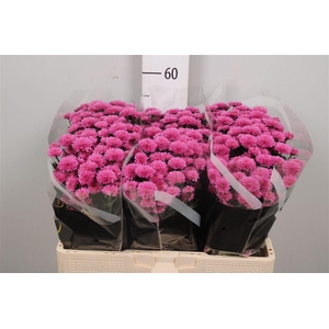 Chr S Miller Lavende