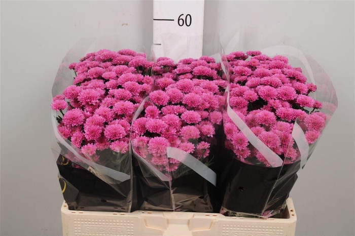 Chr S Miller Lavende