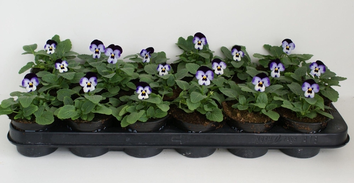 <h4>Viola Co Licht Paars / Donker Paars</h4>