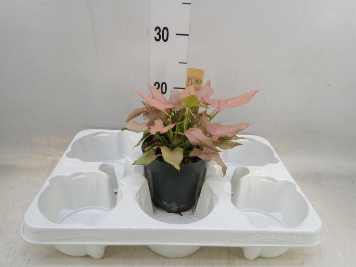 <h4>Syngonium   ...</h4>