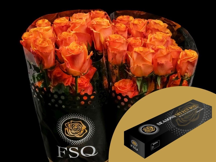 <h4>R GR Tycoon Box</h4>